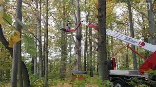 Schleiz Buche im Heinrichsruher Park wird wegen Pilzbefall gekappt [upl. by Ganiats282]