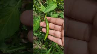 plucking different types of chillies [upl. by Tipton318]