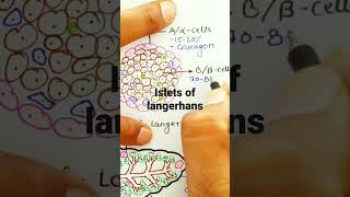 islets of langerhans [upl. by Araet]