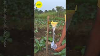 How to use Pheromone Trap  Spodo lure and funnel trap  Tobacco Pest  Green Revolution Trap [upl. by Norri722]