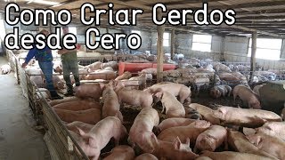 Como Empezar A Criar Cerdos Desde Cero║Paso a Paso║Consejos Básicos [upl. by Annadroj]