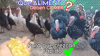 ‼️El SECRETO para que los guajolotes🦃pollos🐥 y las gallinas crezcan rápido y muy sanos✅️👏 [upl. by Vacuva]