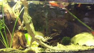 Varanus Melinus Enclosure and 2 of them in the water [upl. by Salisbury755]