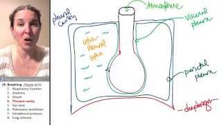 Breathing 4 Thoracic cavity [upl. by Hobbs850]