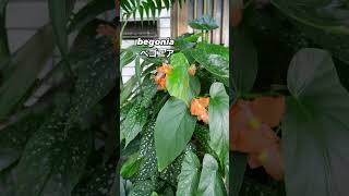 木立ベゴニア begonia 2024 07 22 木立ベゴニア begonia gardenflowers gardening flowerlove flower flowers [upl. by Coniah388]