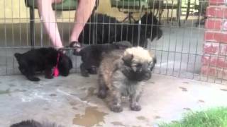 Cute Bouvier des Flandres puppies 4 12 weeks old experience grass for the first time [upl. by Syramad]