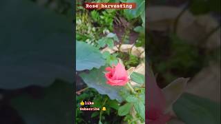 Roses harvesting roses harvestingmygarden gardening shortvideoytshorts shorts [upl. by Corliss797]