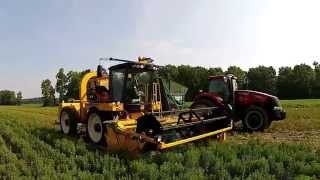 Oxbo 1080 harvester with SP4500 picking head cutting stevia plants [upl. by Eimak34]