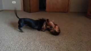 wiener dog fight gone terribly wrong [upl. by Bevash]