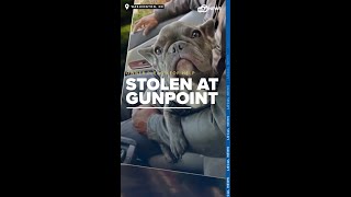 I just want my dog back French bulldog stolen at gunpoint in DC suspects wanted [upl. by Zeni979]