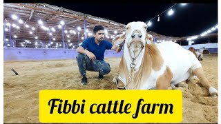 FIBBI CATTLE FARM❤ 2k22 cow bhag gai kesy😂 fibbi pay mila hamay khachar😂 [upl. by Ainehs]