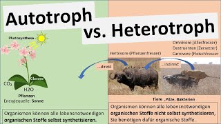 Autotroph vs Heterotroph Ernährungsweisen Biologie [upl. by Willis288]