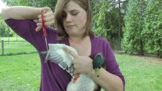 how to clip your birds wings with call ducks [upl. by Atalie]