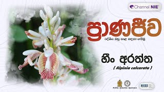 හීං අරත්ත  Alpinia calcarata  ප්‍රාණජිව  දේශීය ඔසු පැළ හදුනා ගනිමු [upl. by Oab]