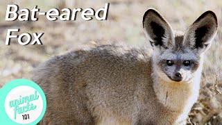 Bat Eared Foxes • All You Need To Know About This Special Fox [upl. by Emmer650]