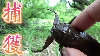 タガメの生息地で有名なだけあって、マジでいた！！【Lethocerus deyrollei】 [upl. by Ysor]