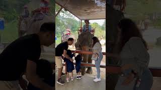 Elephant Sanctuary Phuket Thailand elephant travel ytshorts [upl. by Feld]