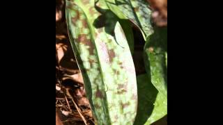 Erythronium americanum with Dan Jaffe [upl. by Asillam]