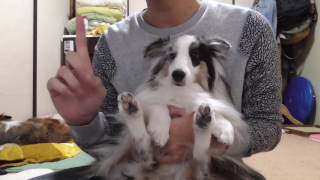 【可愛いシェルティ】犬の甘噛み対処法。Cute SheltieHow to deal with sweet dogs [upl. by Goldsworthy]