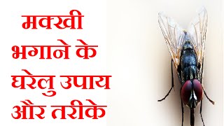 मक्खी भगाने के घरेलु उपाय और तरीके Narural Remedies To Get Rid Of Housefly Hindi Tips Jyotir [upl. by Kokaras]