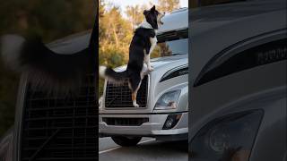 Animals Warning Signals to Humansquot animals rescue dog [upl. by Isolde]