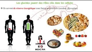 Biochimie CHAPITRE 1 LES GLUCIDES [upl. by Ariat489]