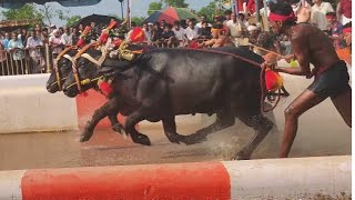 Kambala Start  Naringana Mangalore 2024 [upl. by Enelrahc]