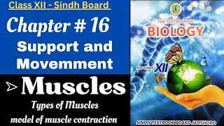 Support and Movement  Muscles and Types of muscles  Class XII  Sindh Board By Umm e Aiman [upl. by Kunkle]