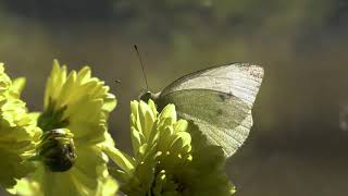 nature filming  butterfly  Pieridae [upl. by Trebo727]