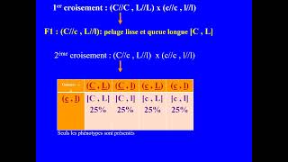 Ségrégation de deux gènes liés chez le ratBACconcours de médecine voir la description de la vidéo [upl. by Sheridan]