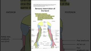 Sensory innervation of the hand [upl. by Elleret656]