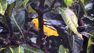 The Common Iora Aegithina tiphia [upl. by Anoy505]