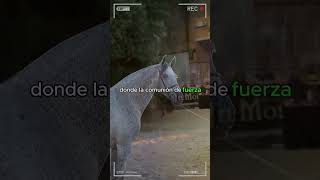 🔴Caballos PRE o Pura Raza Española 🔴 caballos DeCaballos [upl. by Jinny]