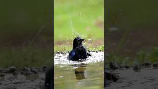 A waterworks show by the melodious whistling thrush [upl. by Etireuqram]