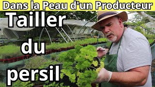 Comment Tailler et Nettoyer le persil [upl. by Bolanger193]