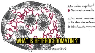 Heterochromatin TypesDifferences Constitutive and Facultative Heterochromatin [upl. by Ibbob]