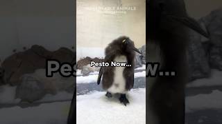 Pestos Epic Transformation [upl. by Puri]