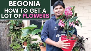 How to Get Long Lasting Blooms in Begonia [upl. by Kristal]