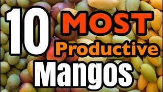 The 10 MOST Productive Mangos [upl. by Sherard]