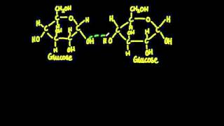 23 Monosaccharide monomers are linked together by condensation reactions [upl. by Rodd242]