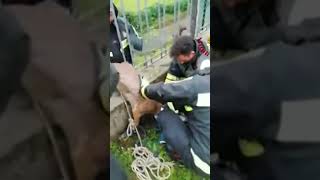 Vicenza i vigili del fuoco liberano un capriolo incastrato in un cancello shorts news [upl. by Nedroj]