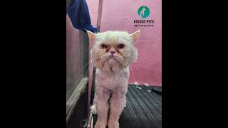 Persian Cat 🐈 Bathing amp Grooming 🐈 Golden pets spa 🐶 Mettupalayam Contact 8825964737 catpets cute [upl. by Suoivatra478]