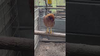 Yellow Legged Game Hen [upl. by Rochette]