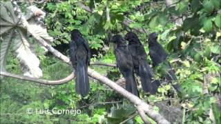 Garrapatero Común  Crotophaga ani  Smmoth billed Ani  CUCULIDAE [upl. by Drareg]