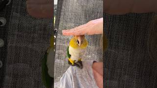 Let’s BOOP Puffman Caique parrots caique boop funnyanimals [upl. by Ecilef]