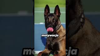 Owczarek Niemiecki vs Malinois Starcie Policyjnych Legend 🐕👮‍♂️ [upl. by Ingmar]