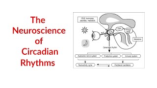 The Neuroscience of Circadian Rhythms [upl. by Gierc]