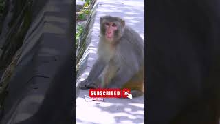 Big angry monkey amazing sounds effects and voice youtube shorts  vital wildlife 4k [upl. by Imis811]