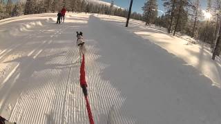 Nikki goes skijoring [upl. by Kutzenco]