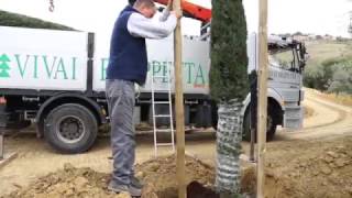 Tecnica di Piantumazione di Alberi di Cipresso Cupressus sempervirens  Vivai Frappetta  Roma [upl. by Clarhe]